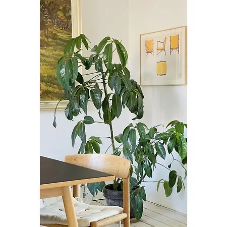 Apartmentincopenhagen 1534 דירה *